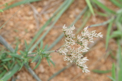 Polycarpaea corymbosa